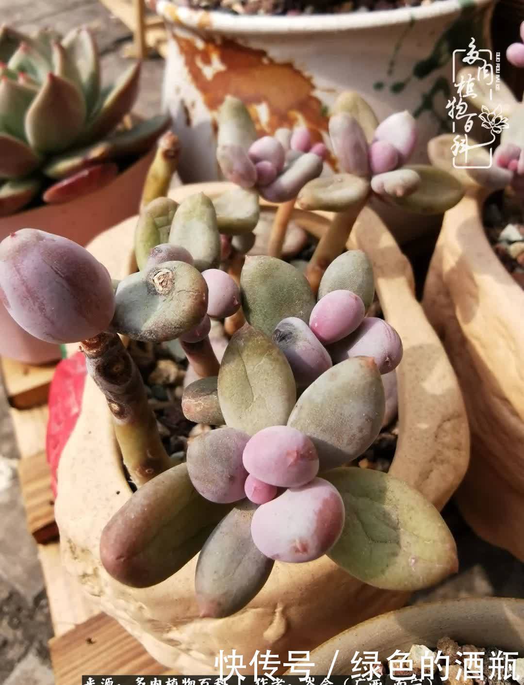 无关利益，不计得失，多肉给了我不一样的感受温暖的方式