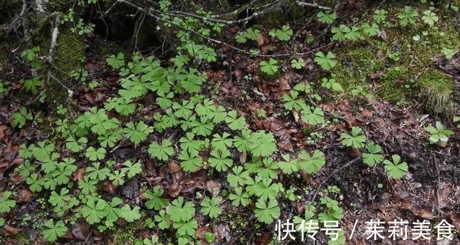 5种罕见植物,只长一片叶子一根茎,价值却很珍贵早看早知道