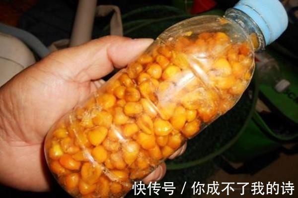 蜂蜜|三伏天钓鲤鱼，几款让鲤鱼疯狂的自制饵料，上钩全是大鲤鱼
