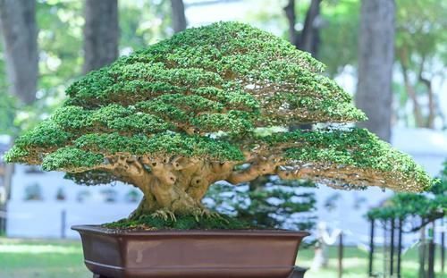 根盘|挑选盆景，需要掌握6个挑选条件，才能挑到精品，再也不用交学费