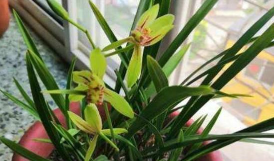 养兰就养“野兰花”，不仅更珍贵，还不需花钱，轻松养出一整盆