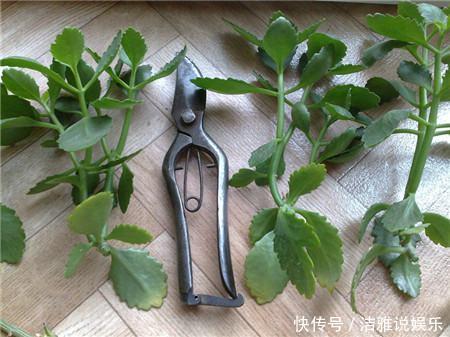 长寿花|冬天养上“2种花”,天气冷,开花反而越多,花期100多天!