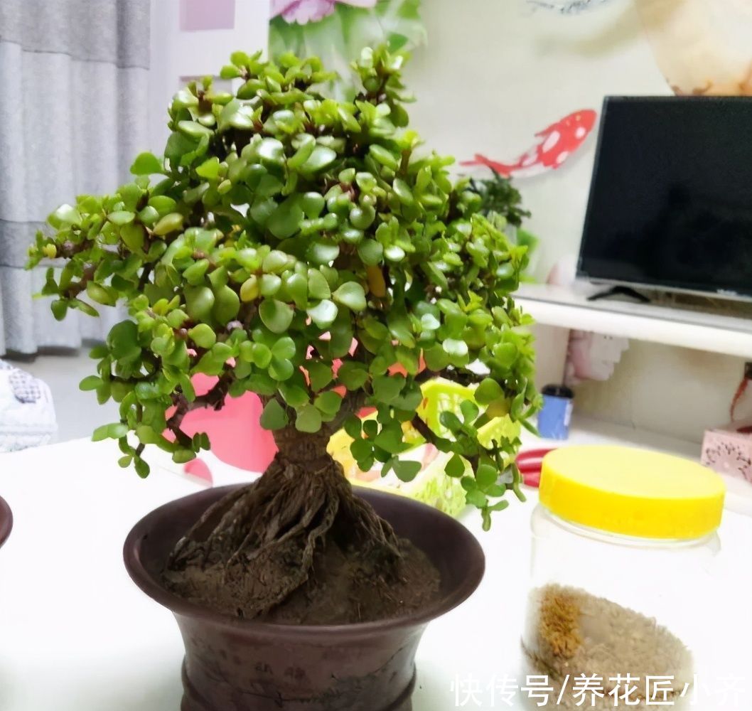 金枝玉叶可以养成盆景，掌握2个“关键”，自己在家才能制作