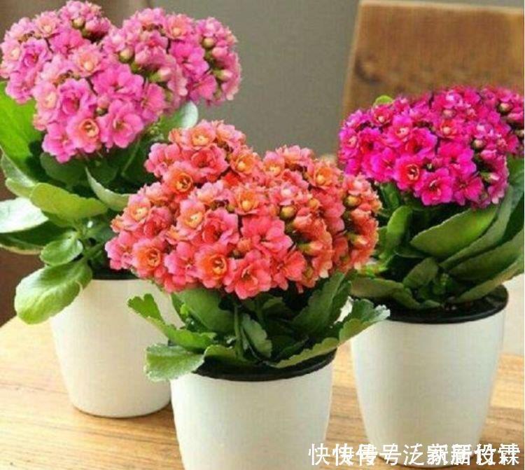 5种花赶快养起来,一年四季成“花海”,大家都抢着买