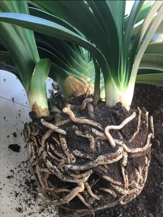 春天君子兰，能长8片叶？很简单，满足4个小条件就好啦