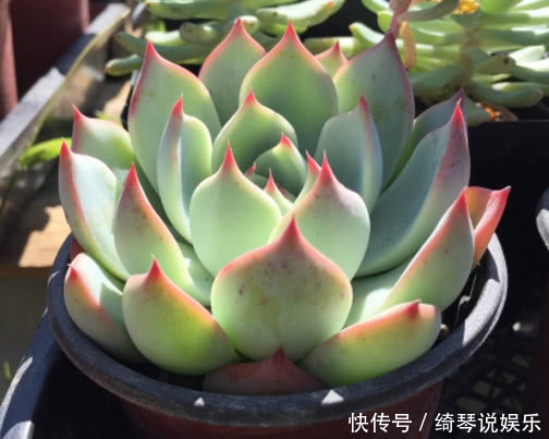 多肉林赛怎么养更紧凑教你3个小妙招，养出叶片红润饱满的林赛