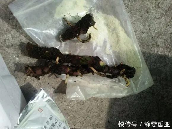 虎皮兰,红掌,吊兰养成老桩，变成大树，真壮观