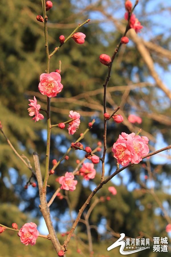 梅花|泽州公园梅开迎春
