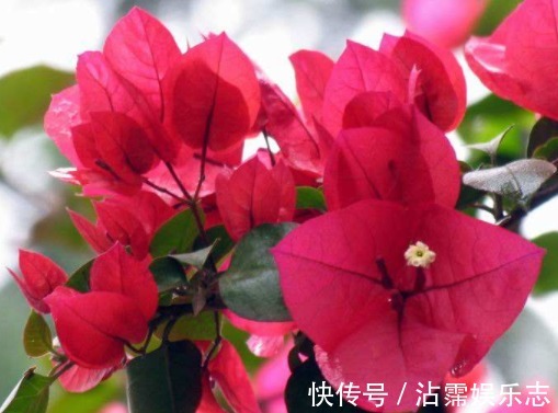 扦插|家有小院,种这些耐旱植物,沾点水就爆盆,懒人超好养,绚丽多彩
