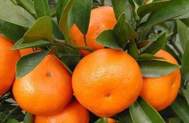 怀孕|怀孕期间,这4样水果再贵也要吃,宝宝出生后就知道钱花的值不值