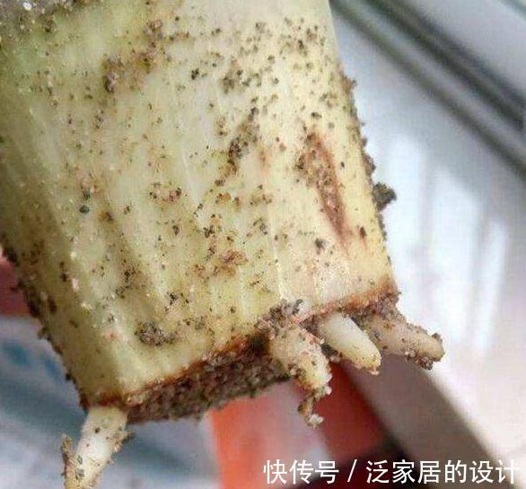 君子兰黄叶，黑尖，烂叶，烂根，怎么办