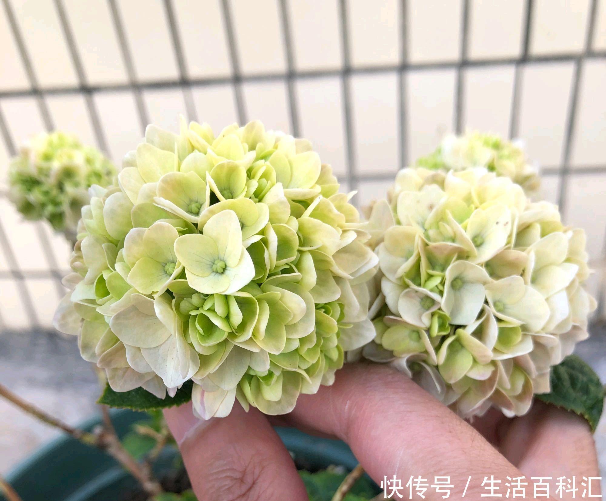 新芽|绣球花冬季才长新芽,会影响绣球花越冬吗,如何保证明年早开花