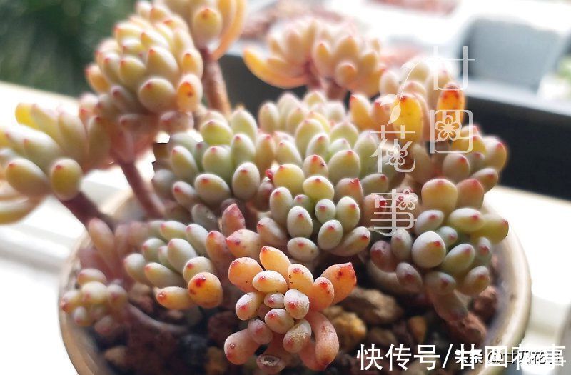 多肉“控养”有前提，“3要4不”别做反，错了变瘦，对了肥美