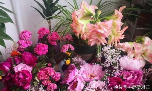 家里养花怎能少了它们！当花盆，独特、美观又省钱！