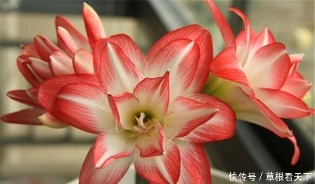 朱顶红|新手养花,不如养盆“花中精品”花朱顶红,花似烈日,博人眼球