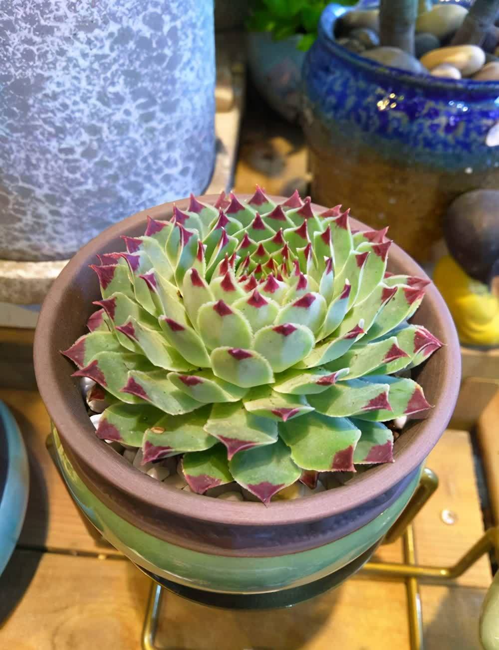 长生草属的多肉,简介紫牡丹、百惠、红勋花、草莓卷娟、观音莲