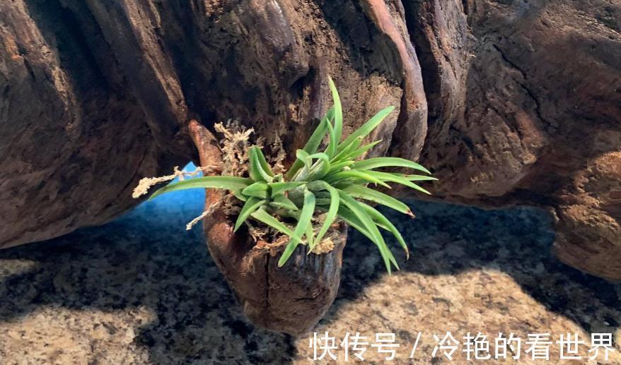 多肉|树桩与多肉植物是最配的，用来给花园造景，很有田园气息