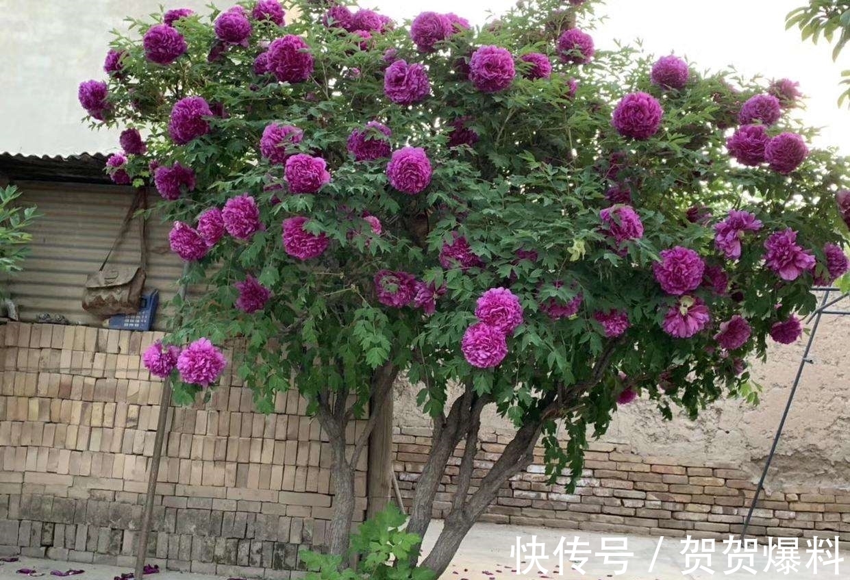 家有五树,儿孙都富!有院子建议栽5种树,看花,收果,寓意吉利