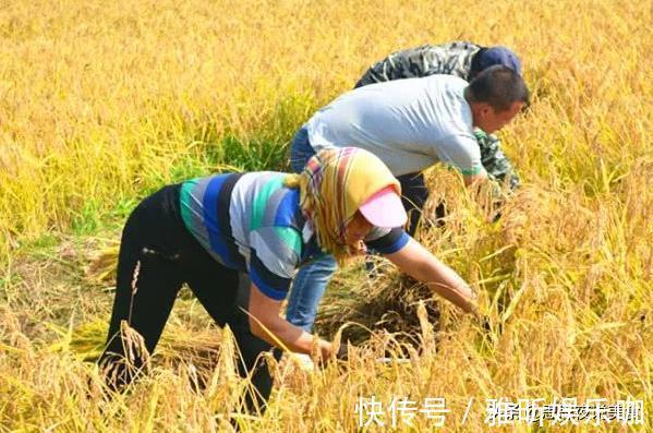 大米|都是大米,长粒大米好还是圆粒大米好?老农教你一招,以后别乱买