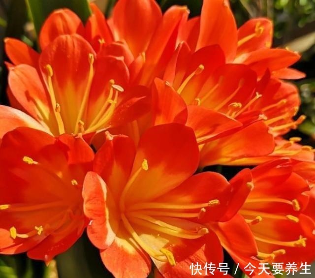 自制|教你自制“氮磷钾肥”,君子兰最爱吃,30天喂一次,长势不会差!