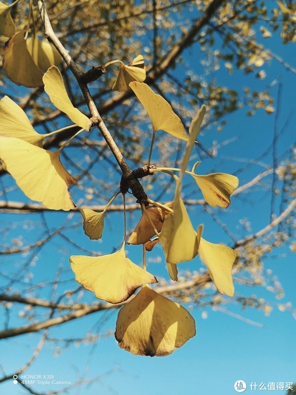 处理器|荣耀又添新系列，天玑810处理器，颜值加轻薄售价1699元值不值？