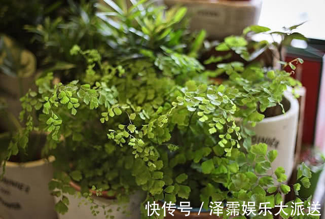 养花|喜欢养花,不如养盆大花秋葵,家里养四款花,花开易爆盆