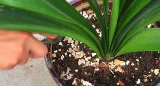 养花|正确用鸡蛋壳施肥,别让蛋壳在花盆里既发挥不了肥效还招虫子