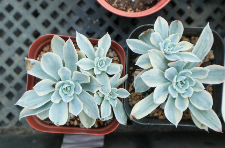  多肉植物|多肉冬季养护大全，记住5个“不要”，坚决不踩雷