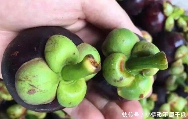 果农|买山竹,不管大小就挑“母”的,果农记住这4点,一挑一个准