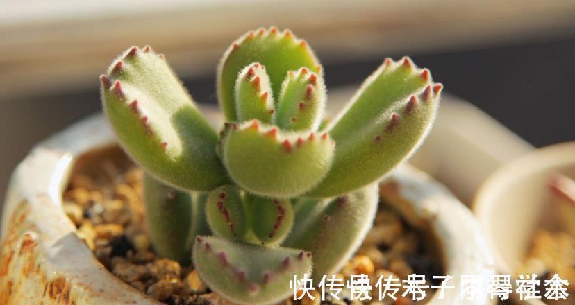 地方|多肉植物熊童子没精神,早点检查下这3地方,可能马上找到元凶