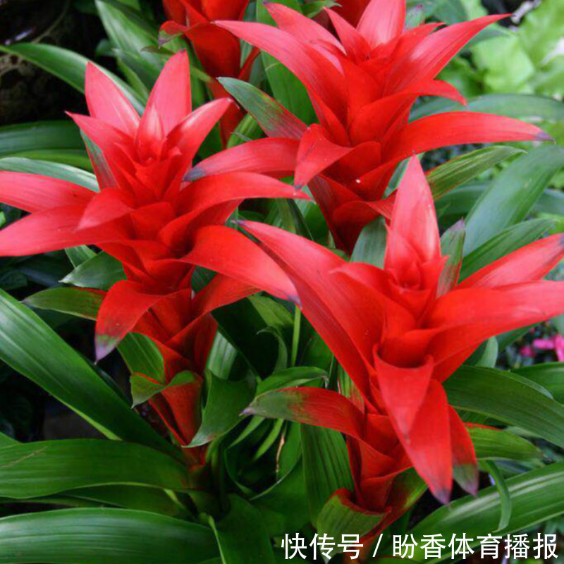 6种“转运花”,最合适养客厅,漂亮大气,富贵又吉利