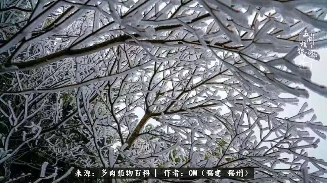 寒山转苍翠,秋水日潺湲——多肉未央,睹物思人!