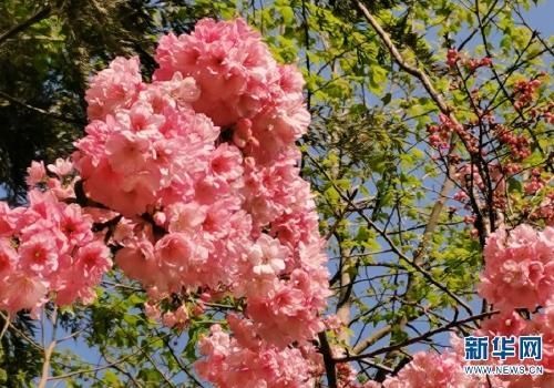 昆明动物园樱花节启幕 “圆通樱潮”如约而至