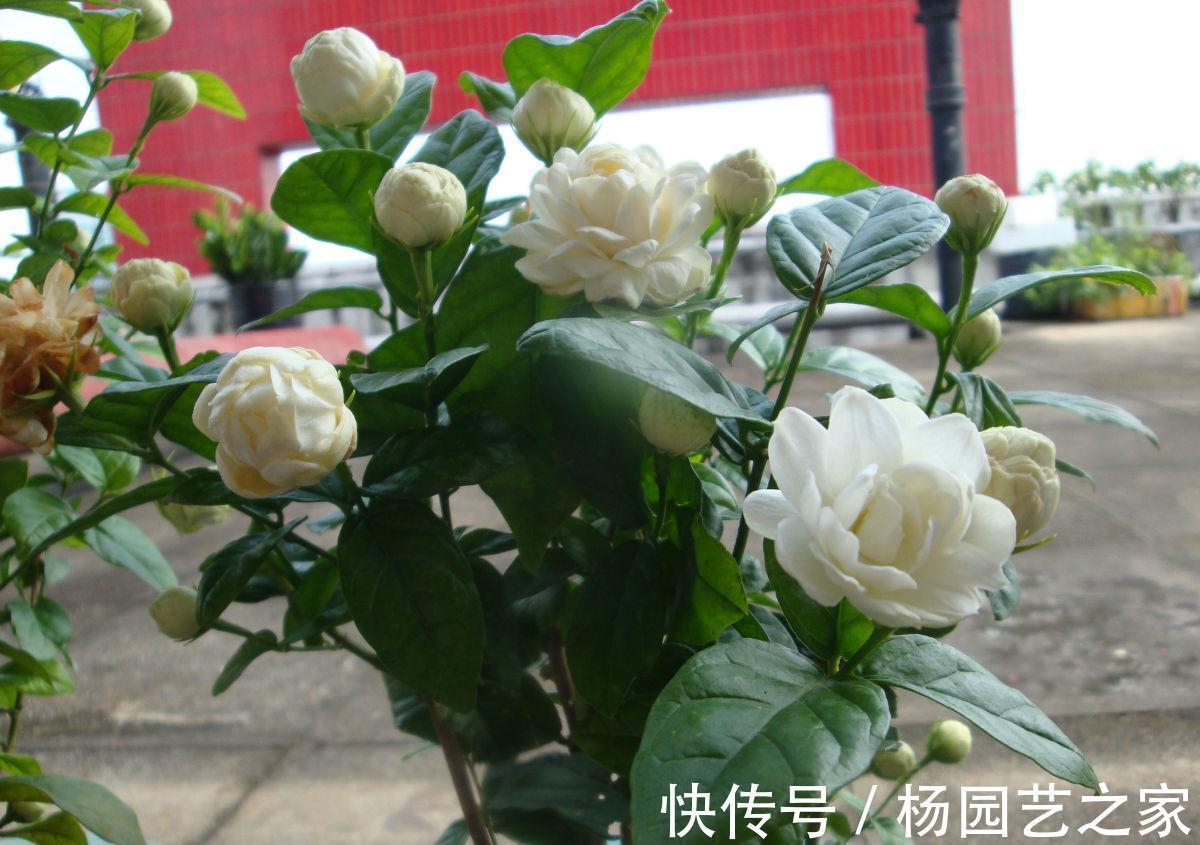 茉莉中“老大难”,虎头茉莉真难养?牢记4技巧,轮番开花赛牡丹