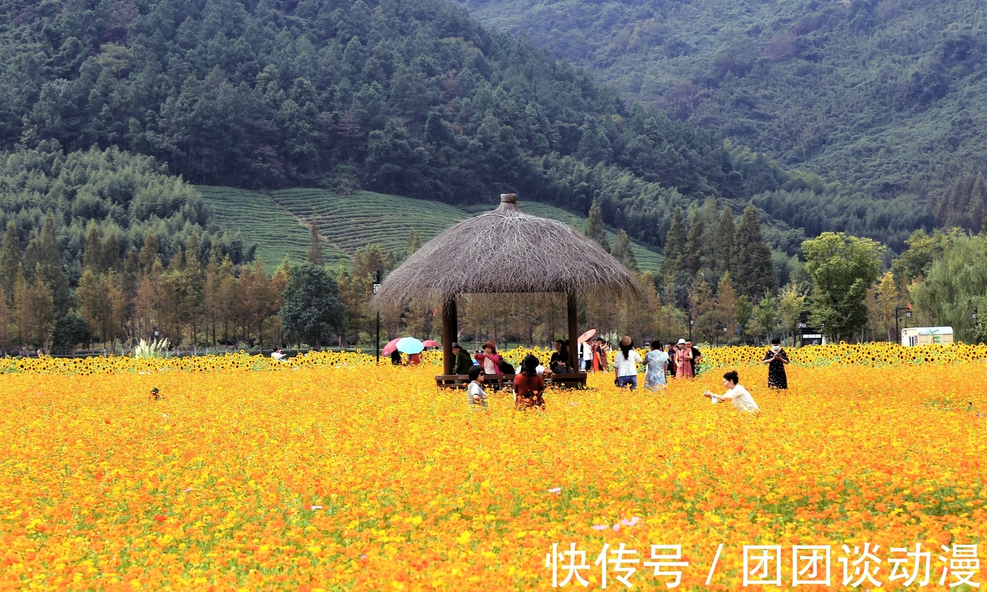 径山镇|秋日赏花，杭州这片唯美花海太“治愈”，满山坡的醉蝶花和百合花