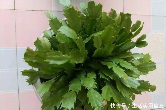 特欠剪的花,越剪越好看,花开不断!特欠剪的花,越剪越好看,花开不断!