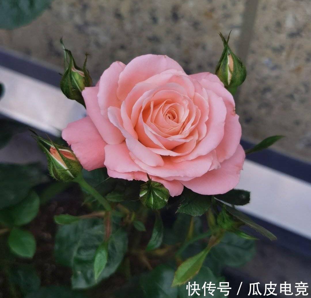 养一盆这种月季,一年爆花几次,又香又美,花朵大花色也漂亮