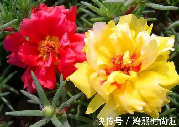 彩纸|客厅养花,不如养“优良玫瑰”彩纸口红,花开似唇彩,鲜艳夺目