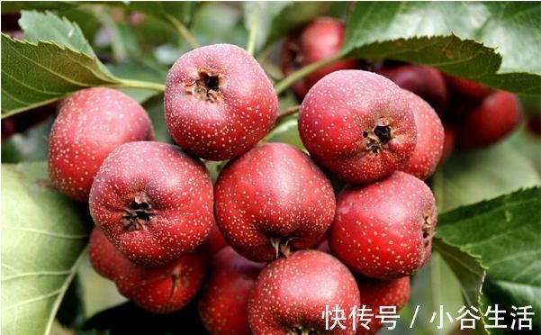 胃溃疡|肠胃不好的人这四种水果一定少碰，吃了简直就是在害自己！