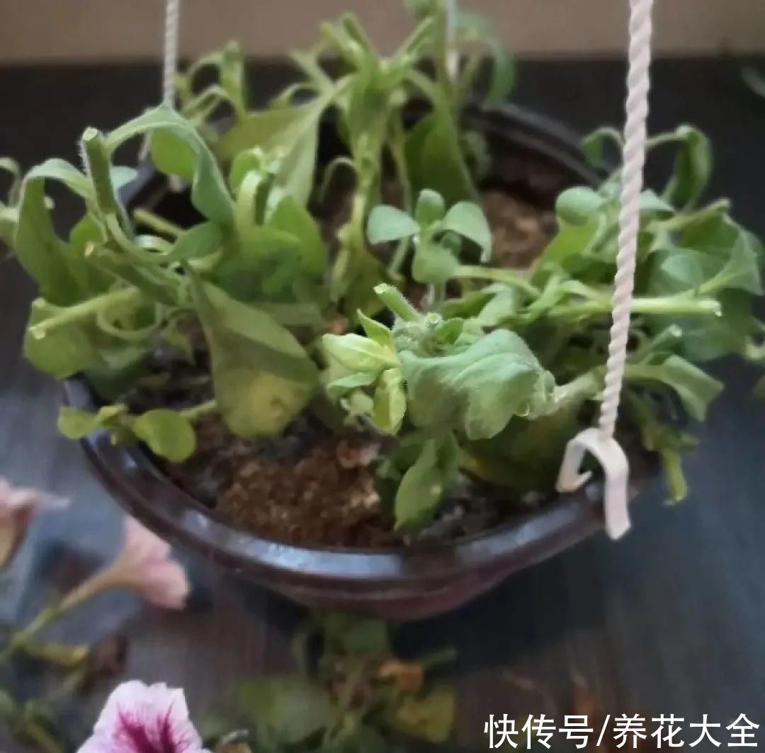 晒不死、热不死的花,越晒花越多,越热长越快