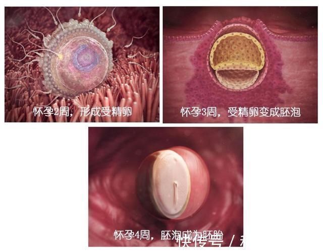 发育|胎儿40周变身记:从0.5厘米受精卵到50厘米宝宝,过程神奇