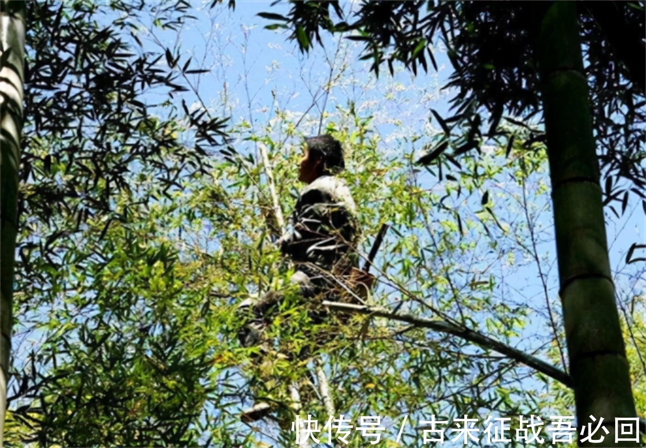 技艺|竹海飞人8岁爬竹子,年过半百仍在竹上行走,今无人传承境地尴尬