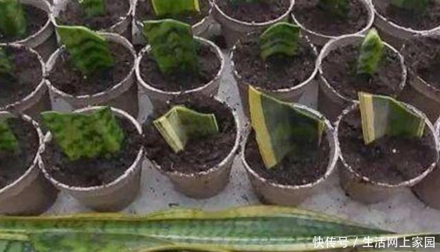 扦插花卉不用枝条,5种常见的花,摘片叶子就能插活!