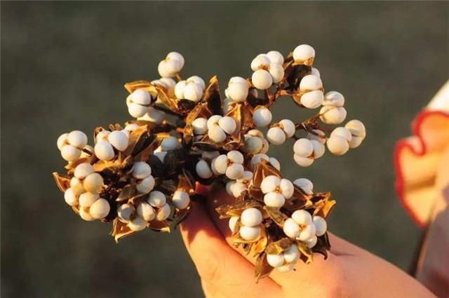  深冬|深冬乌桕似梅花：前村乌桕树，疑是早梅花