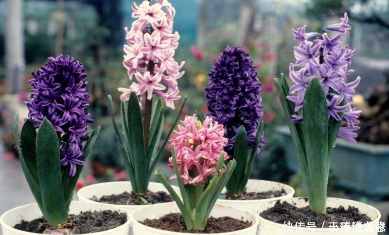 杀菌剂|家庭养花必备4种“小东西”,盆栽不生病,长势旺盛开花多