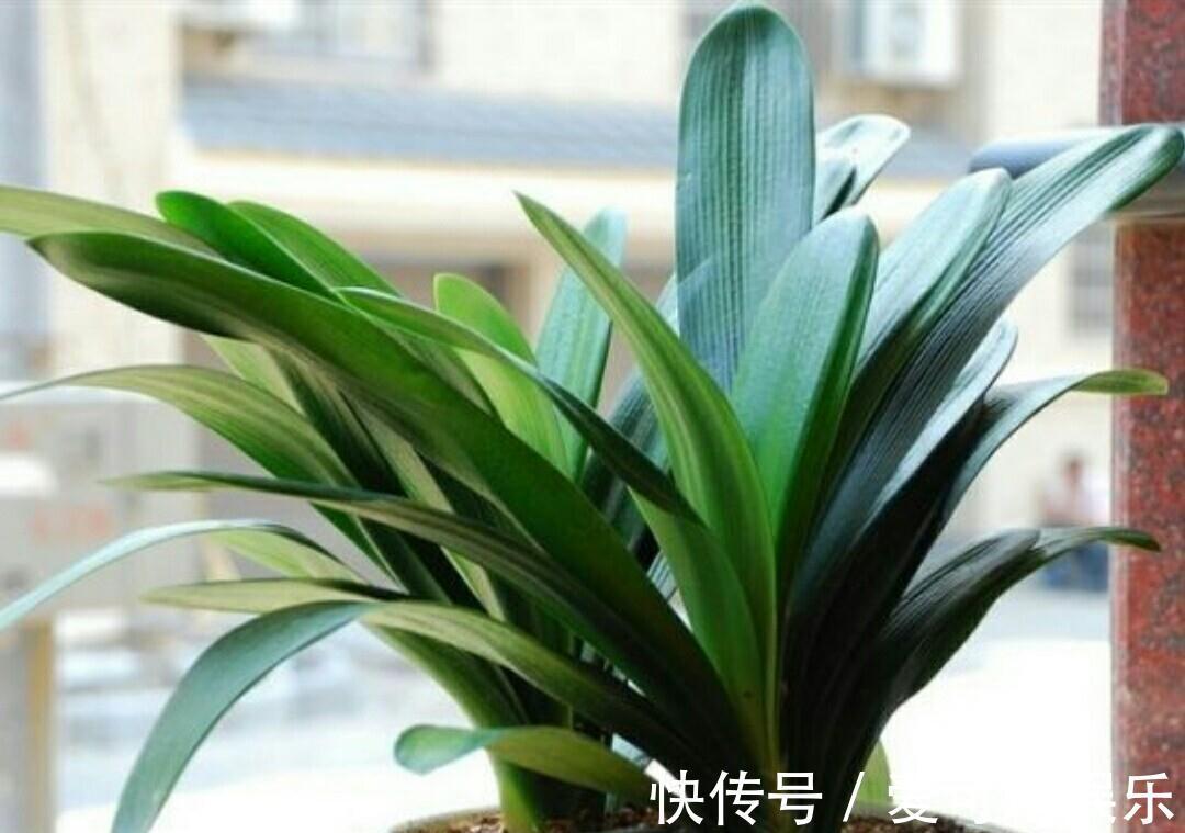 君子兰“富养”好,5个小技巧,花箭“窜高个”,开花多又大