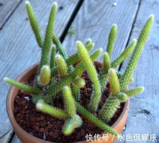 叶片|想要养好多肉植物,就从4方面下功夫,个个叶片厚实又肥美