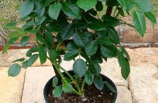 5种“药”，过期也不要扔，兑水浇花，保花不生“虫和病”