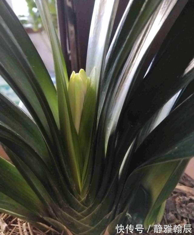 浇水|君子兰长出抽屉叶怎么办直接用刀割成开裆裤恢复吧