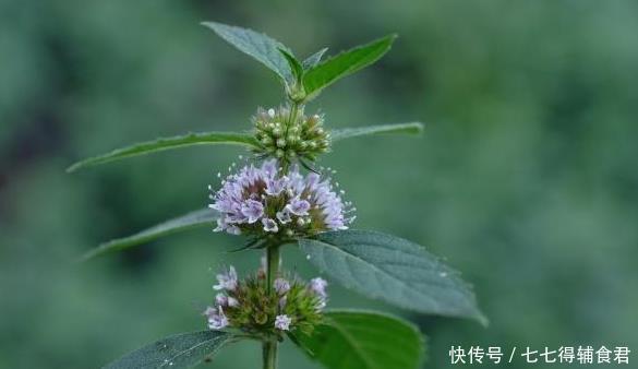 叶子|农村里3种香草,嚼2片叶子都可去口臭,最后一种还能健胃助消化